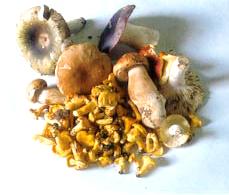 funghi.jpg