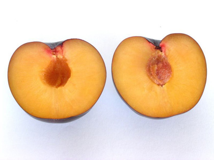 pluot-flavor-rich-03.jpg