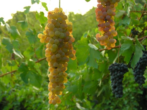 vendemmia2.JPG