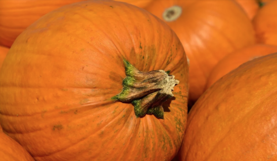 Festa della Zucca