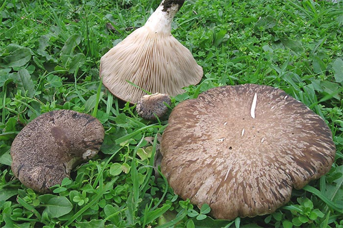 funghi