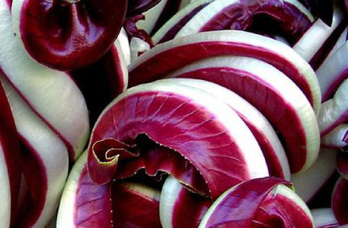 radicchio