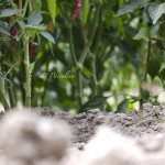 Peperoncini piccanti 1