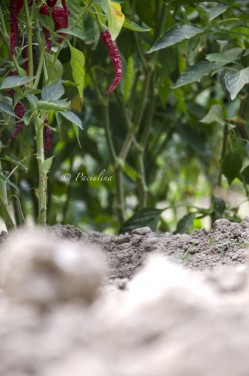 Foto Peperoncini piccanti 1 di Il peperoncino e la cultura del piccante