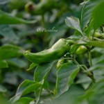 Peperoncini piccanti 2