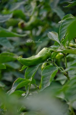 Foto Peperoncini piccanti 2 di Il peperoncino e la cultura del piccante