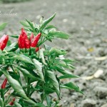 Peperoncino piccante