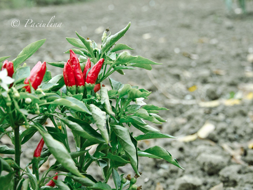 Peperoncino piccante