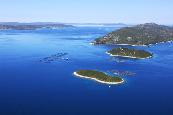 Foto Uzgajaliste-Lamjana di Dal mare Adriatico alla tavola, la freschezza è firmata Cromaris