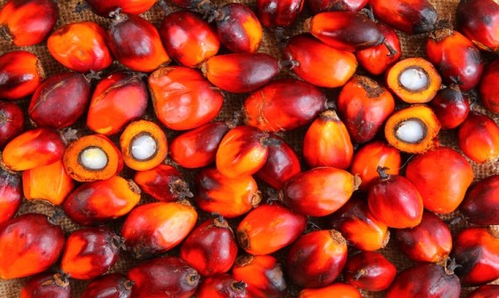 5 cose che non sapevi sull’olio di palma