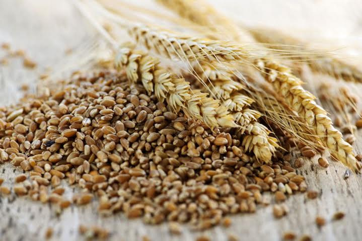 Grano Saragolla e Grano Senatore Cappelli: non solo Kamut