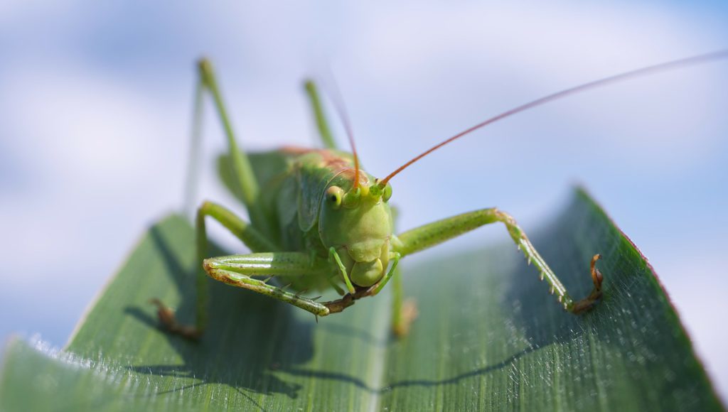 Un intestino sano grazie ai grilli