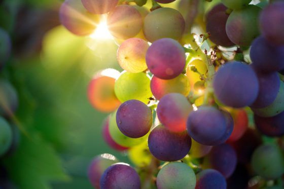 L’Italia è la prima produttrice di vino al mondo