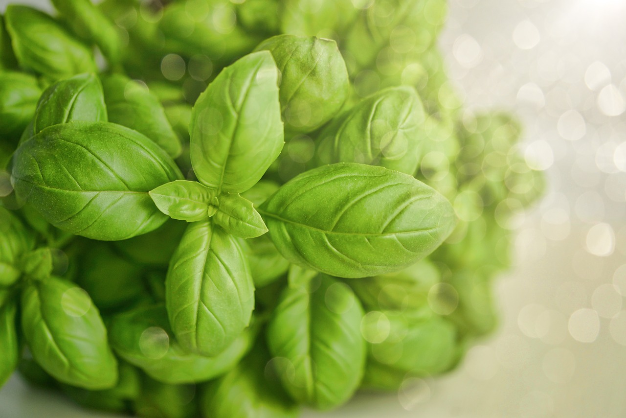 basilico come fare il pesto alla genovese - My Italian Recipes