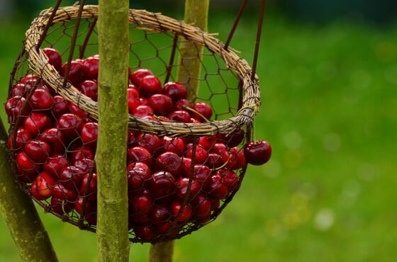 Cosa si può fare con i noccioli di ciliegia