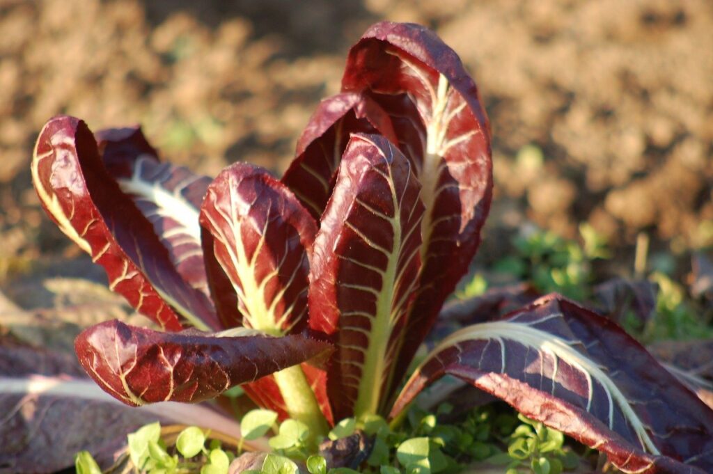 Radicchio di Treviso IGP: varietà e ricette da provare