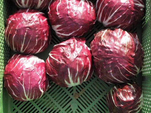 Come si pulisce il radicchio lungo