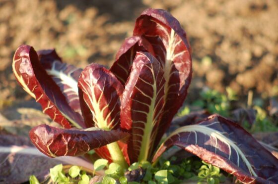 Radicchio di Treviso FAQ