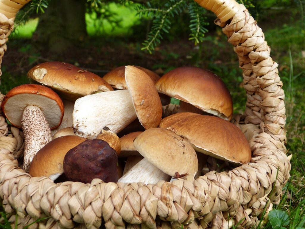 Come cucinare i funghi porcini