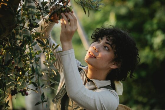 Olive in salamoia faq