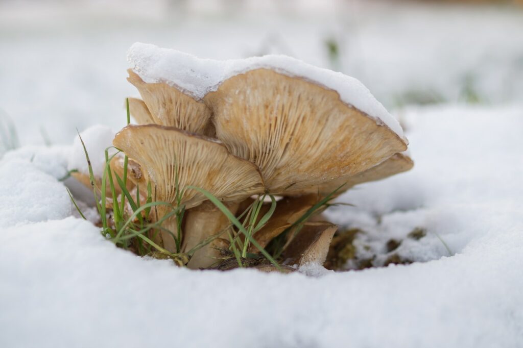 Sbrise: tanti nomi, una delizia del bosco