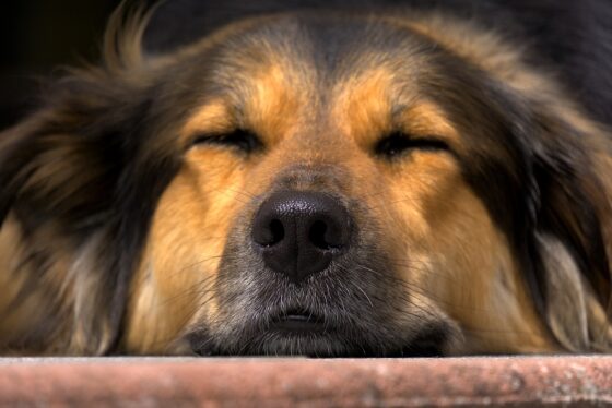 Quale cibo fa rilassare di più il nostro cane?
