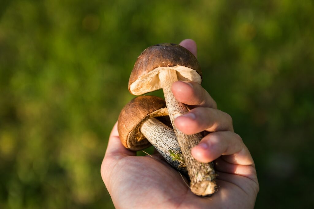 Funghi economici ma saporiti, quali sono?