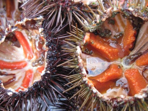 Come pulire i ricci di mare