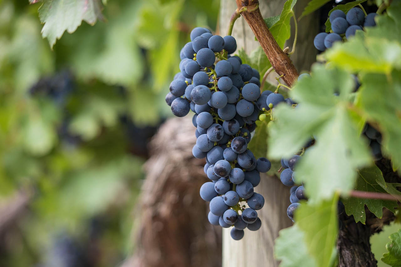 susumaniello - vini pugliesi - Ricettepercucinare.com
